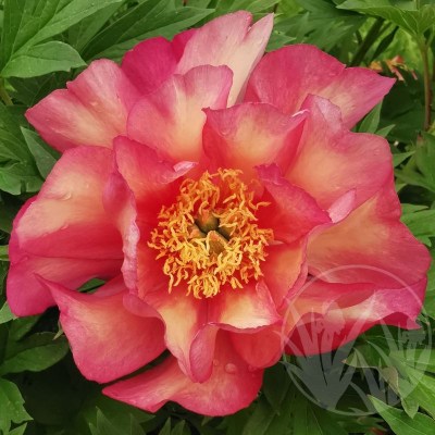 Julia Rose IMG_20240521_114550 upr5